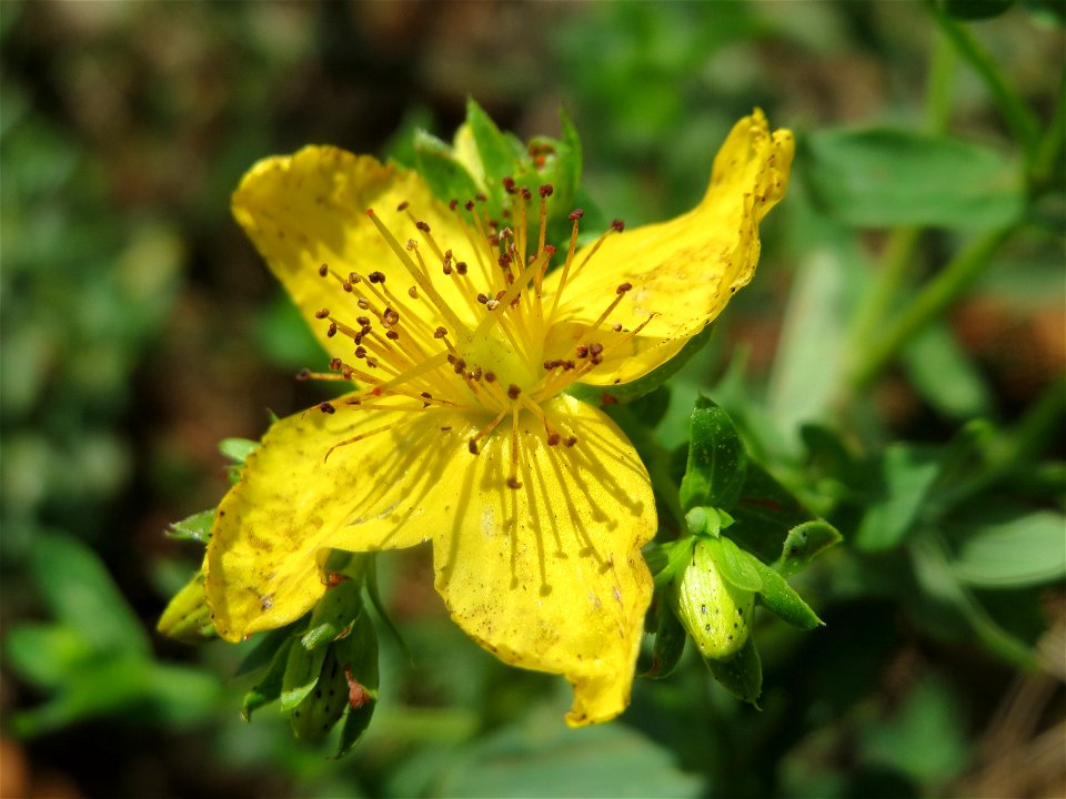 Geflecktes Johanniskraut (Hypericum maculatum) in Hockenheim-Talhaus