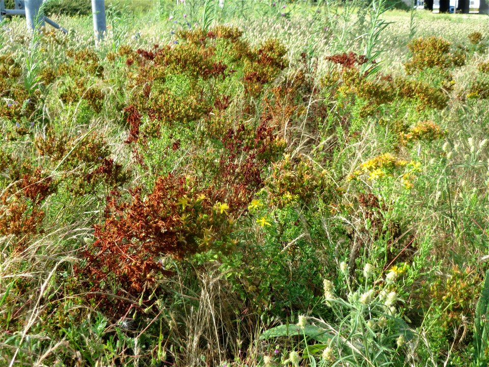 Sand-Wegerich (Plantago arenaria) und Echtes Johanniskraut (Hypericum perforatum) in Hockenheim-Talhaus. Dieser andernorts eher seltene Wegerich kommt in diesem Bereich sehr häufig und großflächig vor