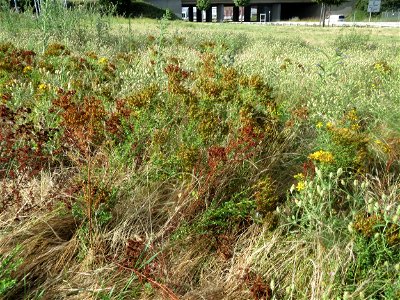 Sand-Wegerich (Plantago arenaria) und Echtes Johanniskraut (Hypericum perforatum) in Hockenheim-Talhaus. Dieser andernorts eher seltene Wegerich kommt in diesem Bereich sehr häufig und großflächig vor