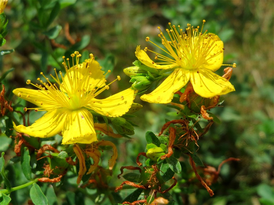 Geflecktes Johanniskraut (Hypericum maculatum) in Hockenheim-Talhaus
