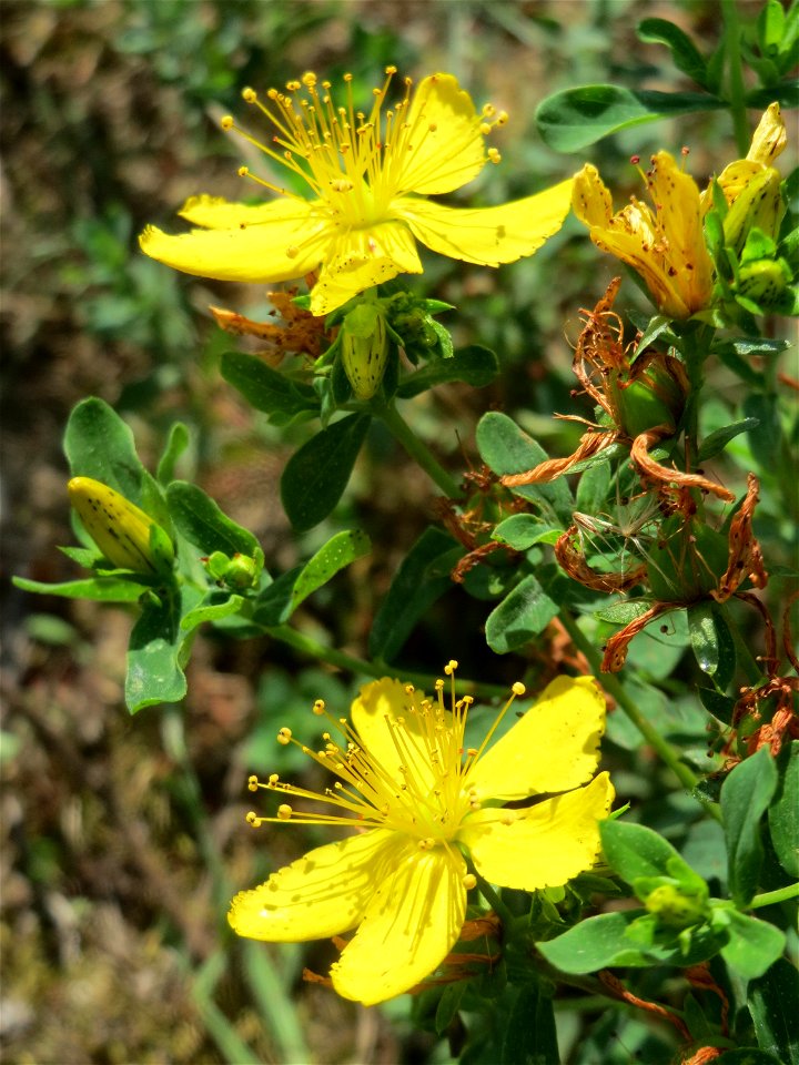 Geflecktes Johanniskraut (Hypericum maculatum) in Hockenheim-Talhaus