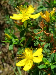 Geflecktes Johanniskraut (Hypericum maculatum) in Hockenheim-Talhaus