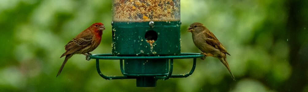 Wildlife animal food