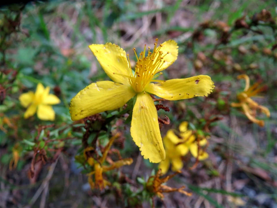 Echtes Johanniskraut (Hypericum perforatum) im Schwetzinger Hardt