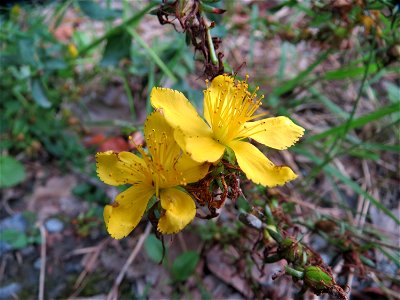 Echtes Johanniskraut (Hypericum perforatum) im Schwetzinger Hardt
