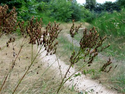 Fruchtstand vom Echten Johanniskraut (Hypericum perforatum) im Schwetzinger Hardt
