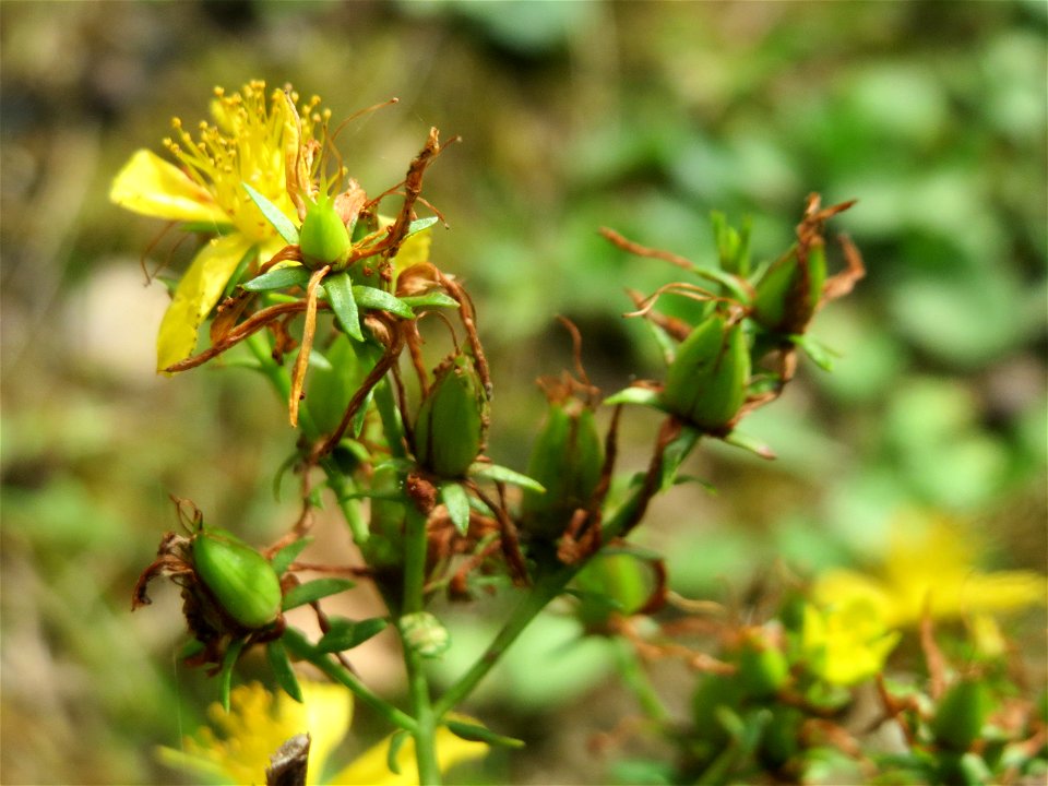 Echtes Johanniskraut (Hypericum perforatum) im Schwetzinger Hardt