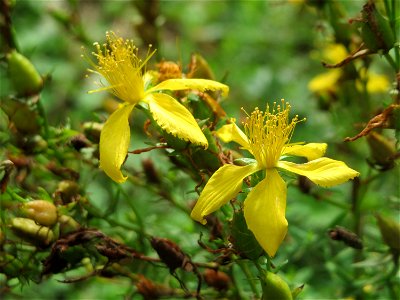 Echtes Johanniskraut (Hypericum perforatum) im Schwetzinger Hardt