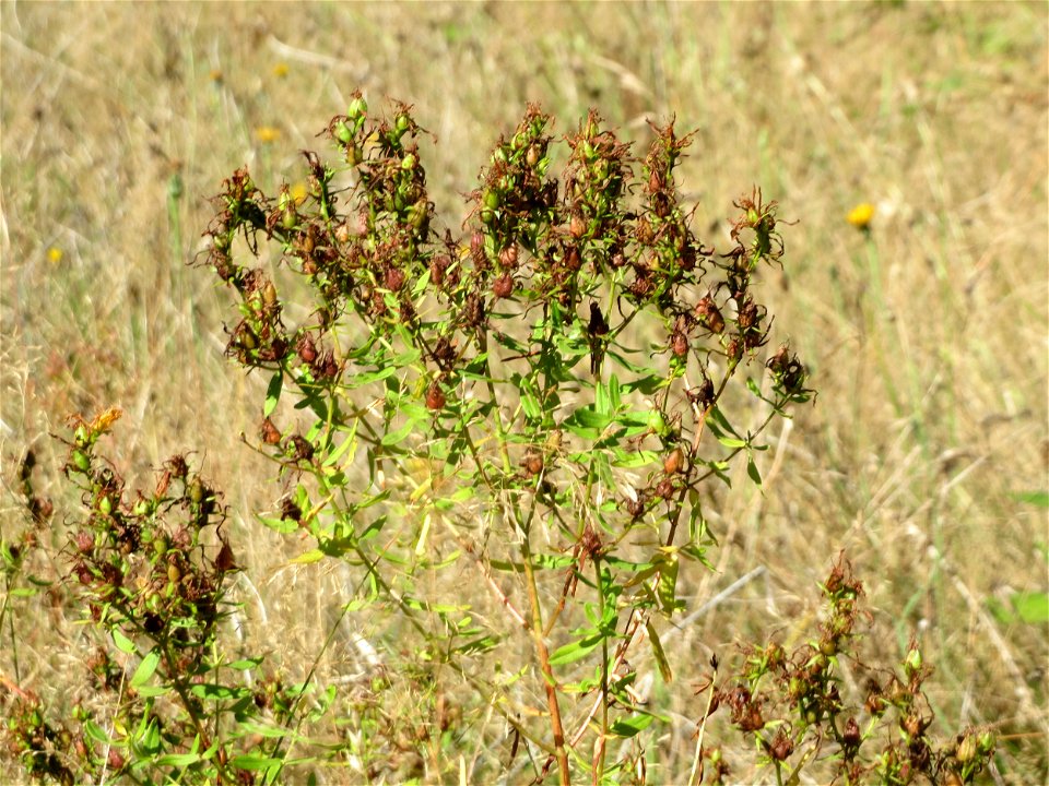 Echtes Johanniskraut (Hypericum perforatum) im Naturschutzgebiet "St. Arnualer Wiesen"
