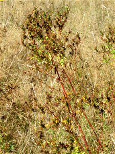 Echtes Johanniskraut (Hypericum perforatum) im Naturschutzgebiet "St. Arnualer Wiesen"