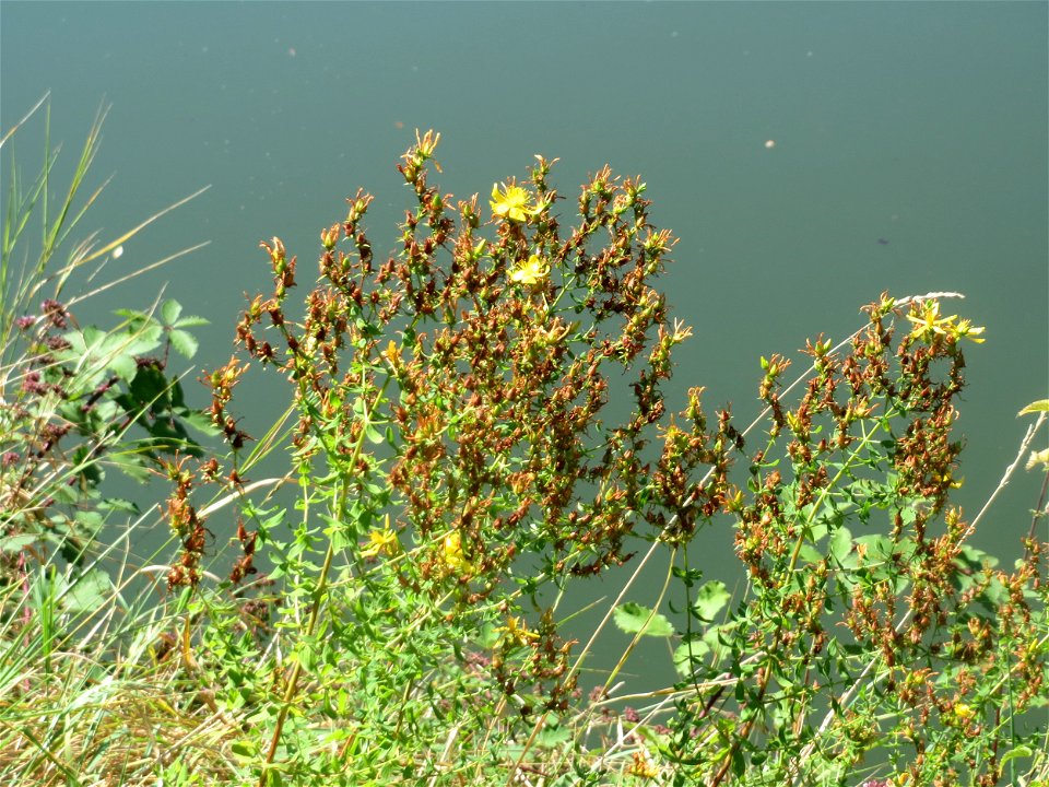 Echtes Johanniskraut (Hypericum perforatum) am Staden in Saarbrücken