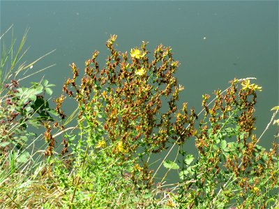 Echtes Johanniskraut (Hypericum perforatum) am Staden in Saarbrücken