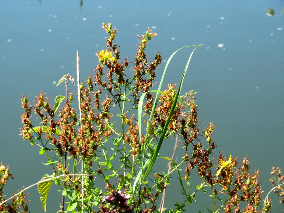 Echtes Johanniskraut (Hypericum perforatum) am Staden in Saarbrücken