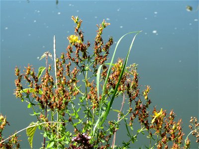 Echtes Johanniskraut (Hypericum perforatum) am Staden in Saarbrücken