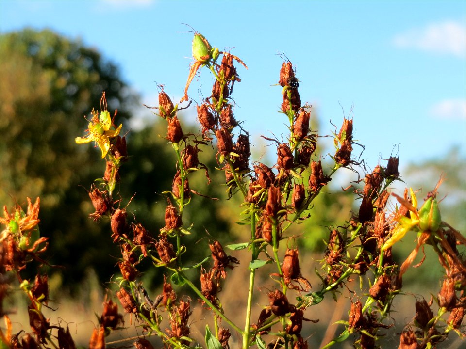 Echtes Johanniskraut (Hypericum perforatum) in Hockenheim