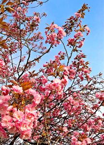 Many pink flowers spring bright photo
