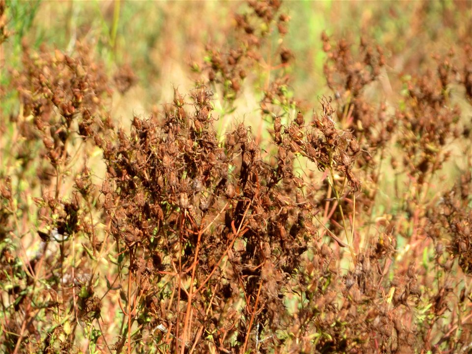 Echtes Johanniskraut (Hypericum perforatum) bei Neulußheim