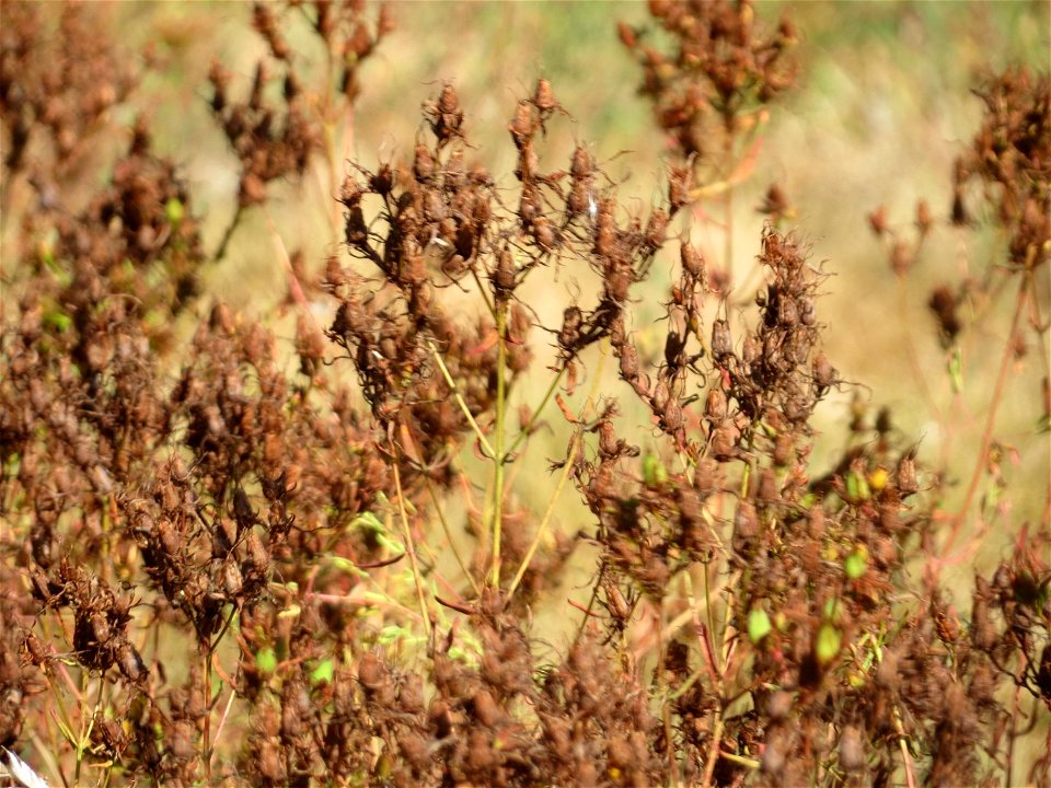Echtes Johanniskraut (Hypericum perforatum) bei Neulußheim