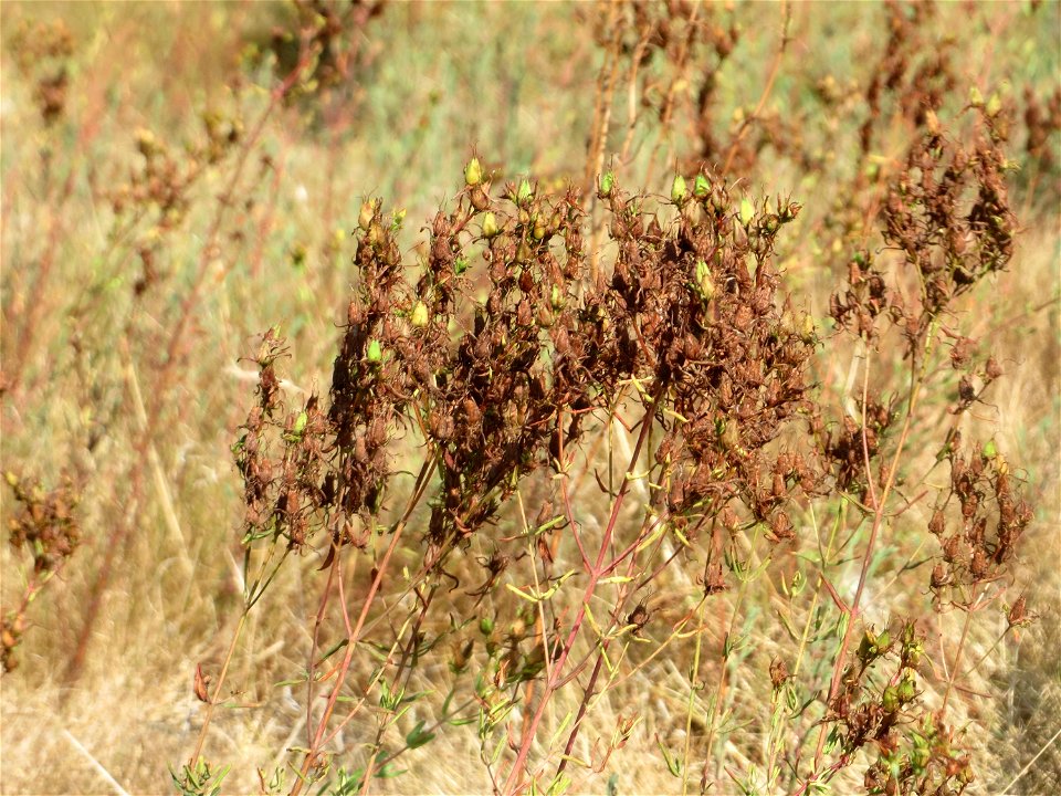 Echtes Johanniskraut (Hypericum perforatum) bei Neulußheim