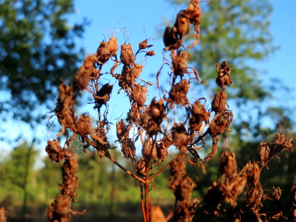 Fruchtstand vom Echten Johanniskraut (Hypericum perforatum) auf einer Rodungsfläche zwischen B36 und L722 im Schwetzinger Hardt