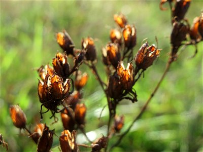 Fruchtstand vom Echten Johanniskraut (Hypericum perforatum) im Schwetzinger Hardt - an der Bahnstrecke Mannheim-Karlsruhe findet sich ein kleines Sandmagerrasen-Biotop mit typischer Binnendünen-Vegeta