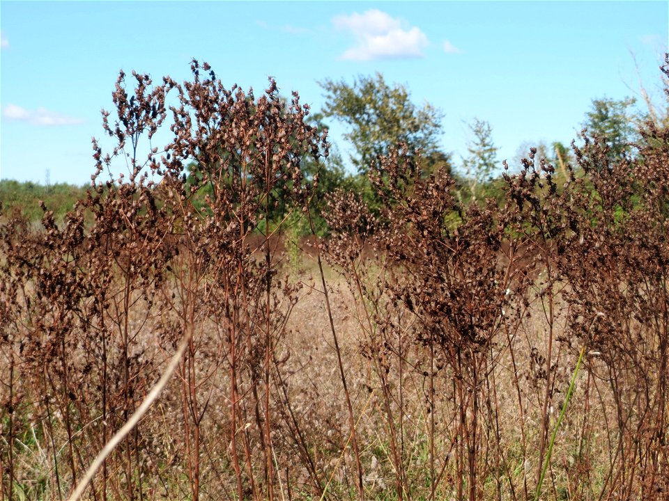 Echtes Johanniskraut (Hypericum perforatum) im Naturschutzgebiet Gewann Frankreich-Wiesental