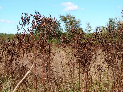 Echtes Johanniskraut (Hypericum perforatum) im Naturschutzgebiet Gewann Frankreich-Wiesental