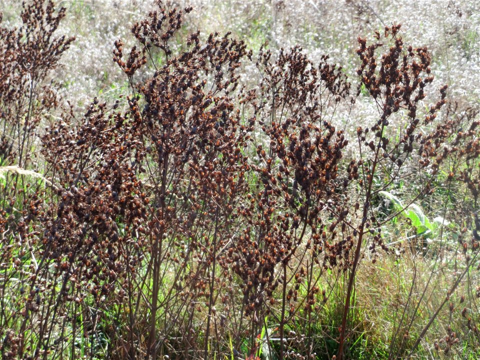 Echtes Johanniskraut (Hypericum perforatum) im Naturschutzgebiet Gewann Frankreich-Wiesental