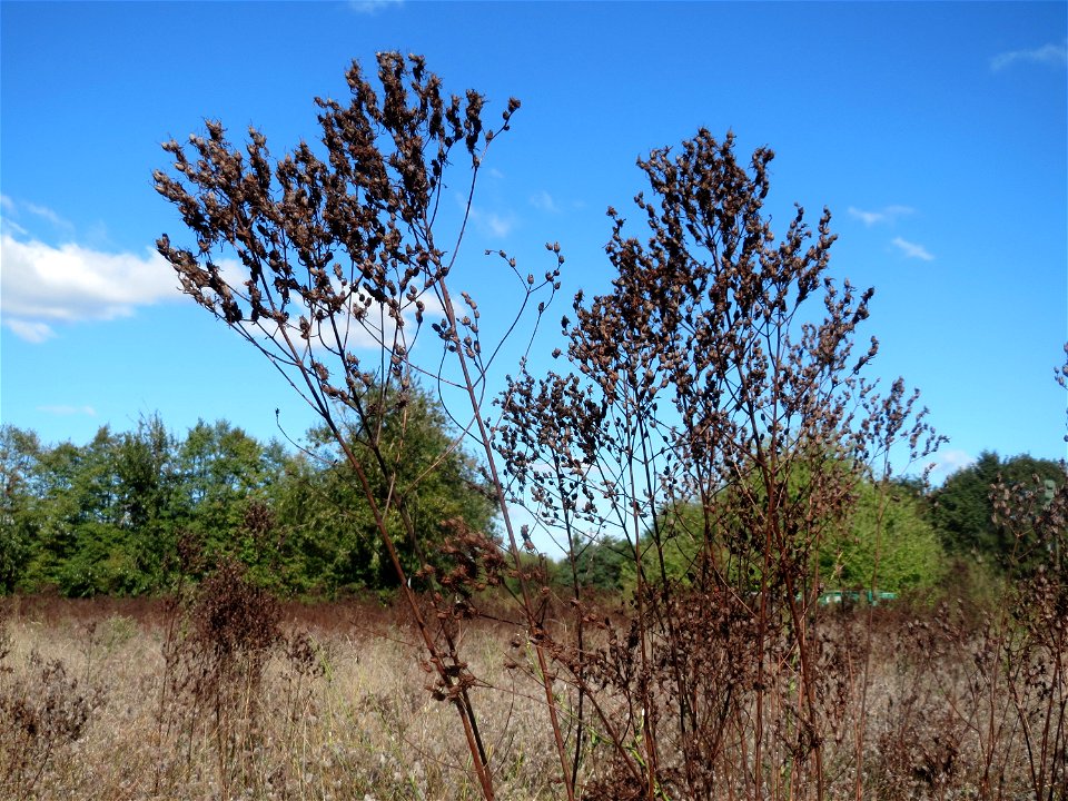 Echtes Johanniskraut (Hypericum perforatum) im Naturschutzgebiet Gewann Frankreich-Wiesental