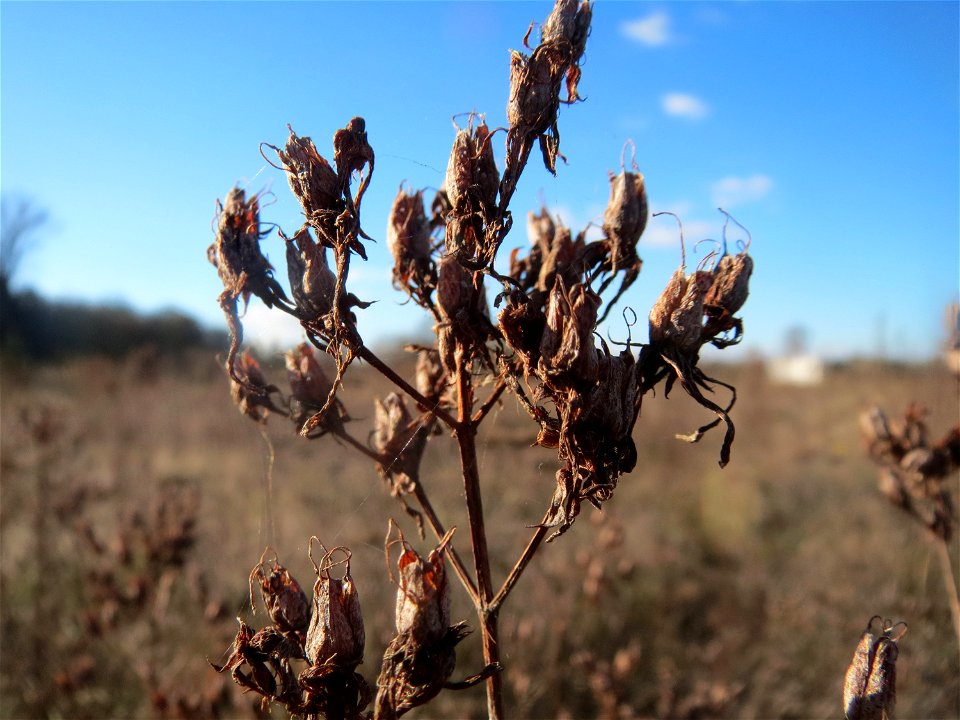 Mumienbotanik: Echtes Johanniskraut (Hypericum perforatum) auf einem kleinen Sandtrockenrasen-Biotop bei Neulußheim (Gemarkung Altlußheim)