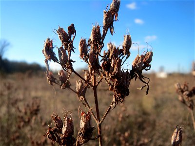 Mumienbotanik: Echtes Johanniskraut (Hypericum perforatum) auf einem kleinen Sandtrockenrasen-Biotop bei Neulußheim (Gemarkung Altlußheim)
