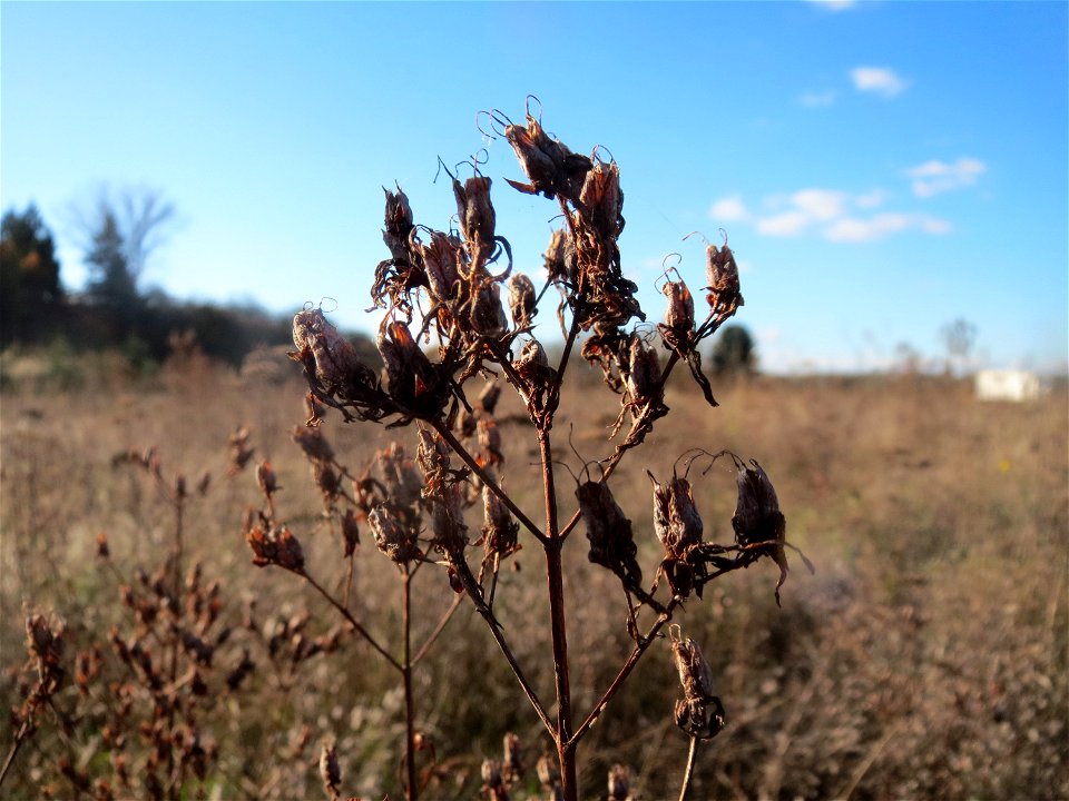 Mumienbotanik: Echtes Johanniskraut (Hypericum perforatum) auf einem kleinen Sandtrockenrasen-Biotop bei Neulußheim (Gemarkung Altlußheim)