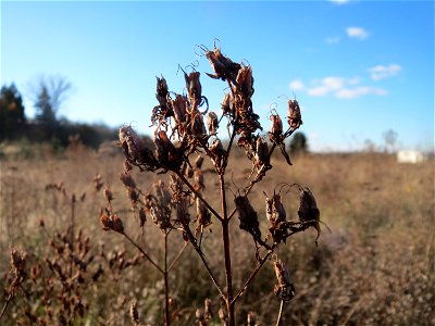 Mumienbotanik: Echtes Johanniskraut (Hypericum perforatum) auf einem kleinen Sandtrockenrasen-Biotop bei Neulußheim (Gemarkung Altlußheim)