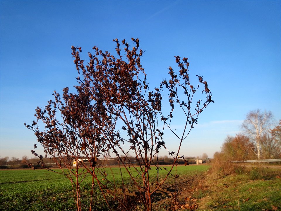 Mumienbotanik: Echtes Johanniskraut (Hypericum perforatum) bei Reilingen