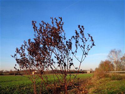 Mumienbotanik: Echtes Johanniskraut (Hypericum perforatum) bei Reilingen