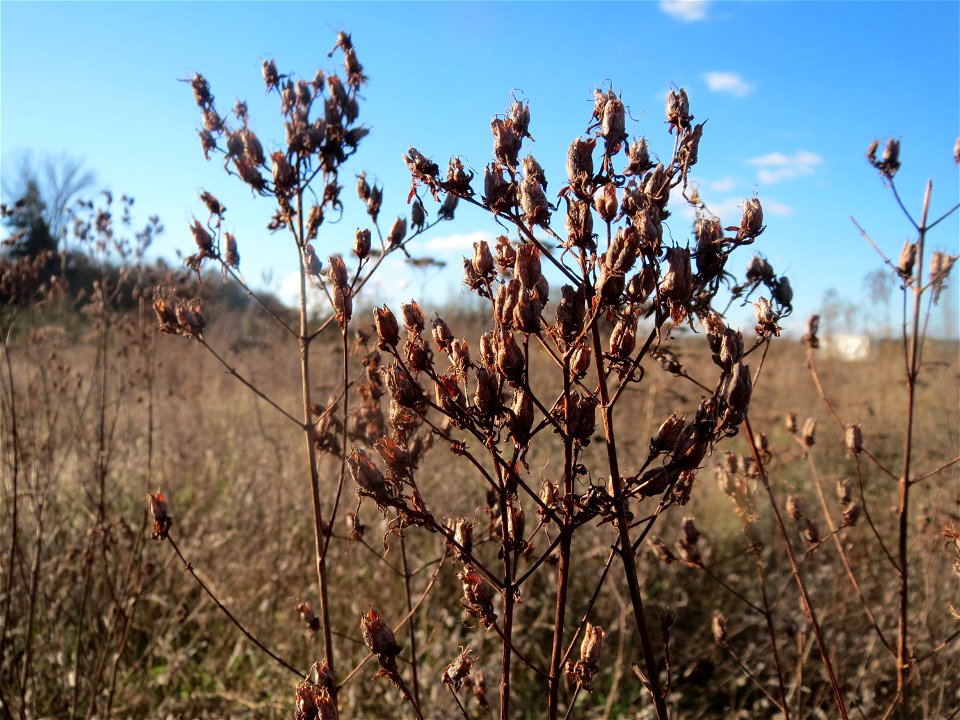 Mumienbotanik: Echtes Johanniskraut (Hypericum perforatum) auf einem kleinen Sandtrockenrasen-Biotop bei Neulußheim (Gemarkung Altlußheim)