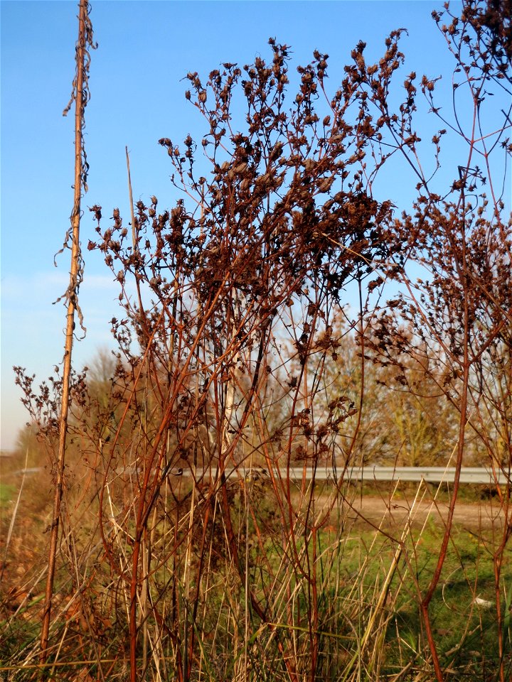 Mumienbotanik: Echtes Johanniskraut (Hypericum perforatum) bei Reilingen