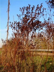 Mumienbotanik: Echtes Johanniskraut (Hypericum perforatum) bei Reilingen