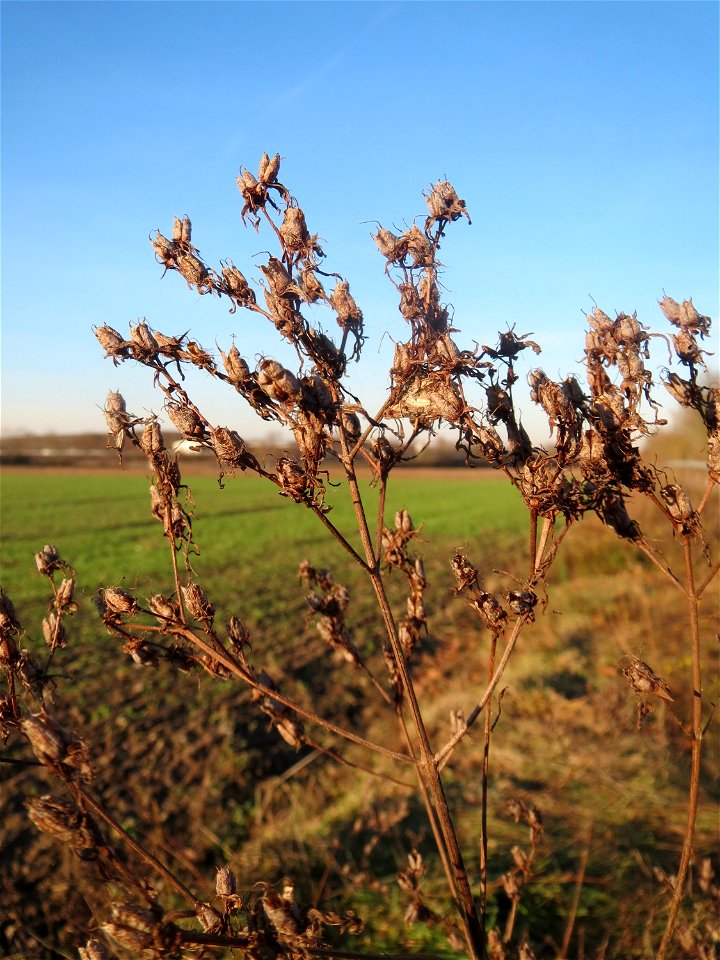 Mumienbotanik: Echtes Johanniskraut (Hypericum perforatum) bei Reilingen