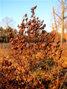 Fruchtstand vom Echten Johanniskraut (Hypericum perforatum) auf einer Extensivfläche im Landesgartenschaupark in Hockenheim