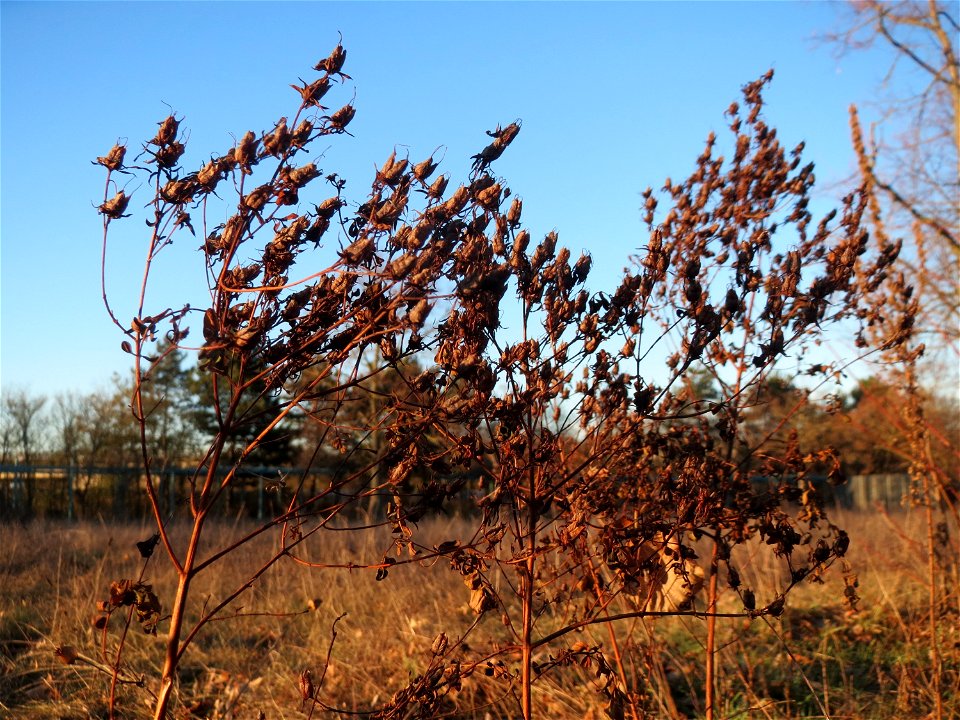 Fruchtstand vom Echten Johanniskraut (Hypericum perforatum) auf einer Extensivfläche im Landesgartenschaupark in Hockenheim
