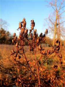 Fruchtstand vom Echten Johanniskraut (Hypericum perforatum) auf einer Extensivfläche im Landesgartenschaupark in Hockenheim