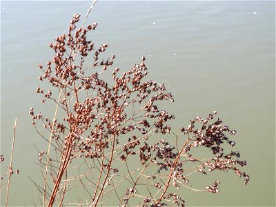Echtes Johanniskraut (Hypericum perforatum) an der Saar in Saarbrücken