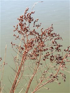Echtes Johanniskraut (Hypericum perforatum) an der Saar in Saarbrücken