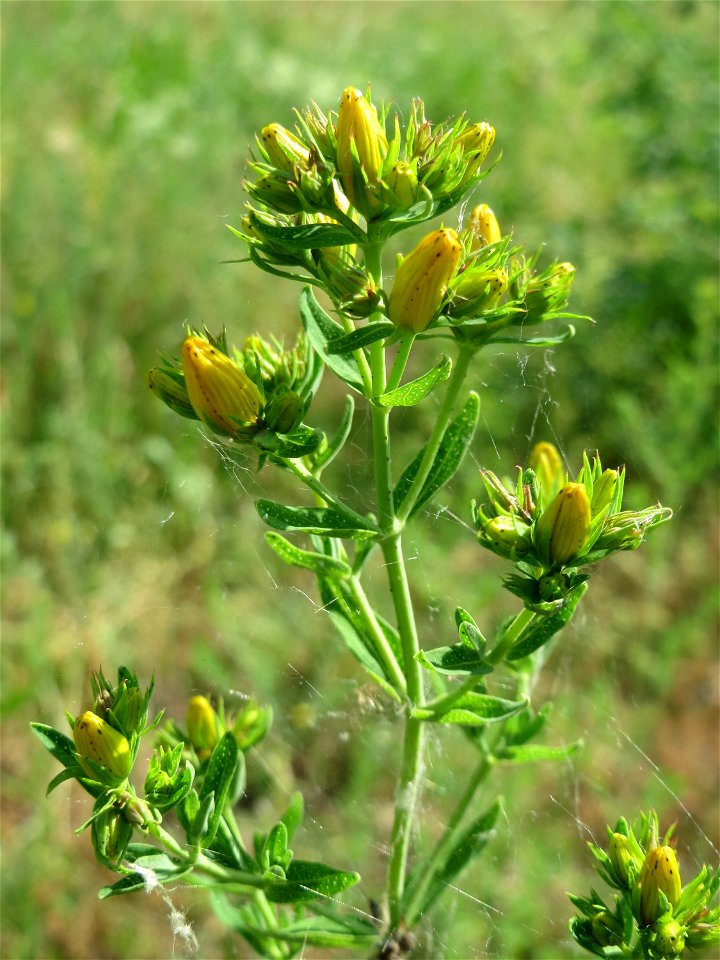 Echtes Johanniskraut (Hypericum perforatum) auf einer Streuobstwiese in Hockenheim