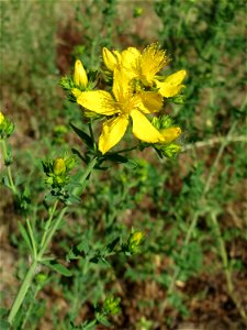 Echtes Johanniskraut (Hypericum perforatum) auf einer Streuobstwiese in Hockenheim