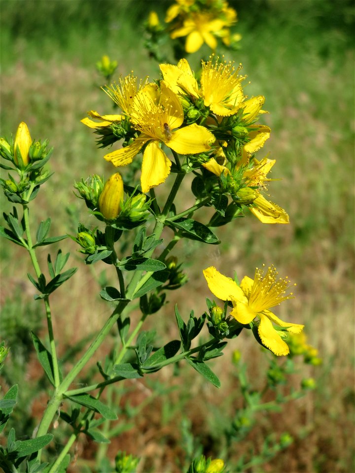 Echtes Johanniskraut (Hypericum perforatum) auf einer Streuobstwiese in Hockenheim