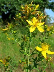 Echtes oder Tüpfel-Johanniskraut (Hypericum perforatum) auf einer Streuobstwiese in Hockenheim