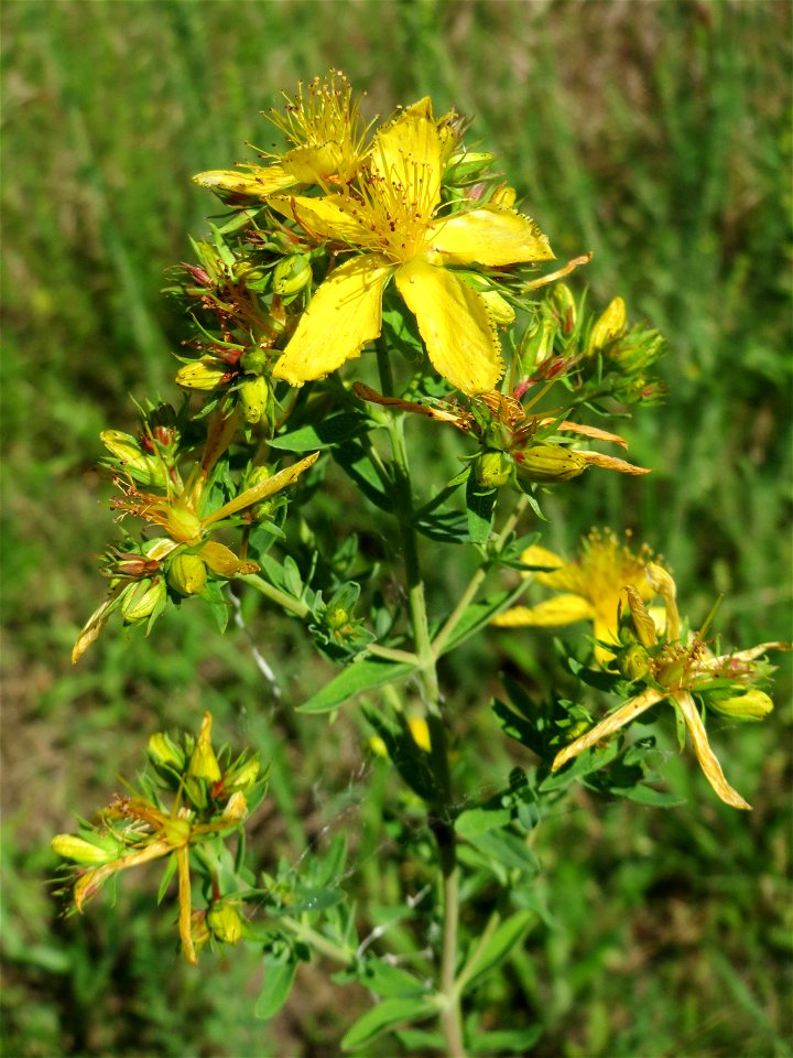 Echtes oder Tüpfel-Johanniskraut (Hypericum perforatum) auf einer Streuobstwiese in Hockenheim