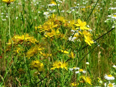 Echtes oder Tüpfel-Johanniskraut (Hypericum perforatum) in Saarbrücken
